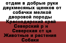 отдам в добрые руки двухмесяных щенков от собачки мелкой дворовой породы - Краснодарский край, Северский р-н, Северская ст-ца Животные и растения » Собаки   